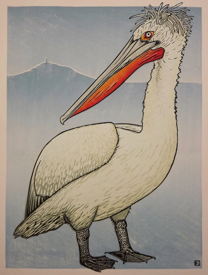 Linocut print of a Somerset pelican